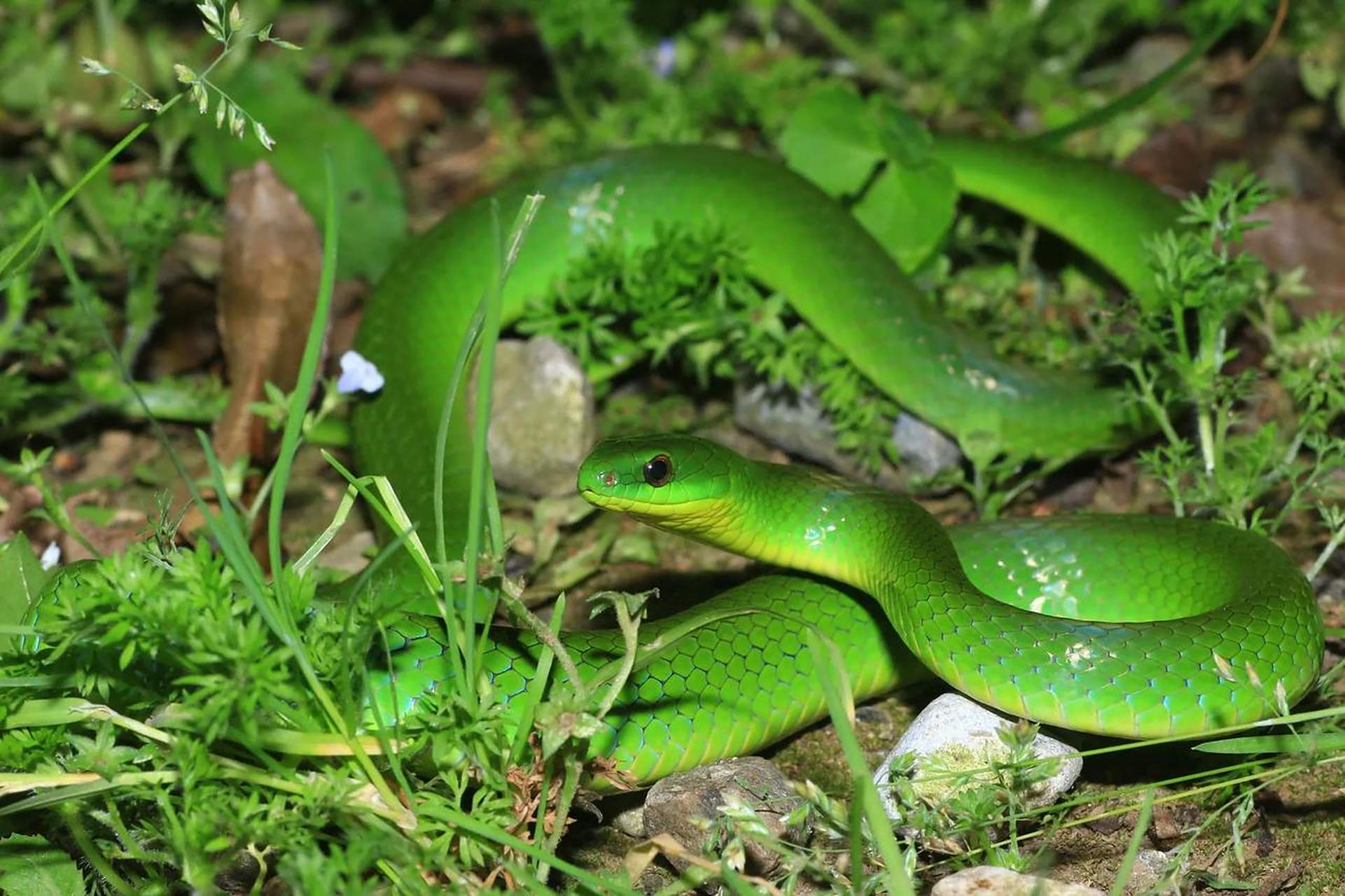 翠青蛇属于游蛇科,翠青蛇属,身体翠绿,鳞片温润光泽,体长通常在1米