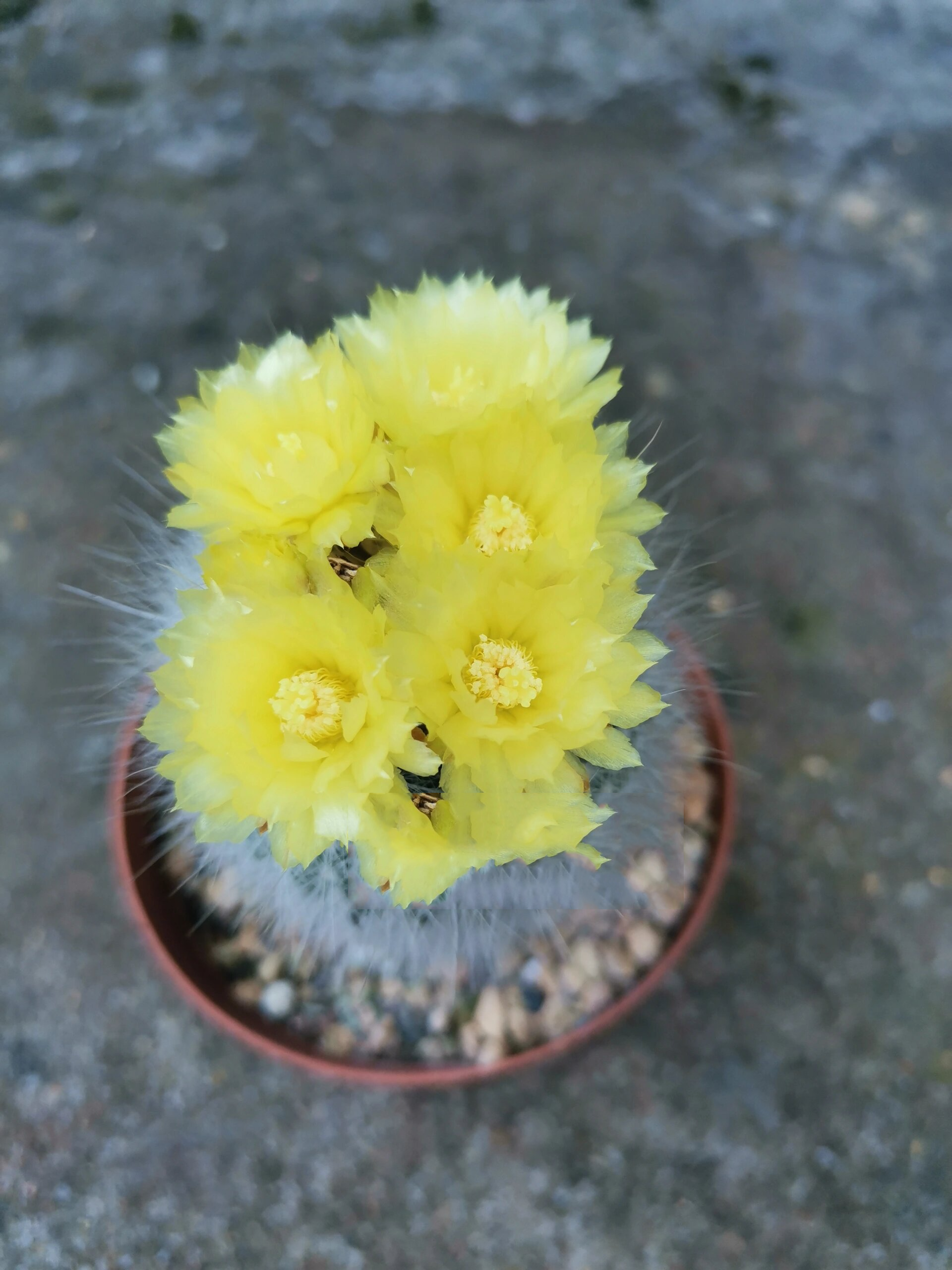 仙人球开花集-26 白小町