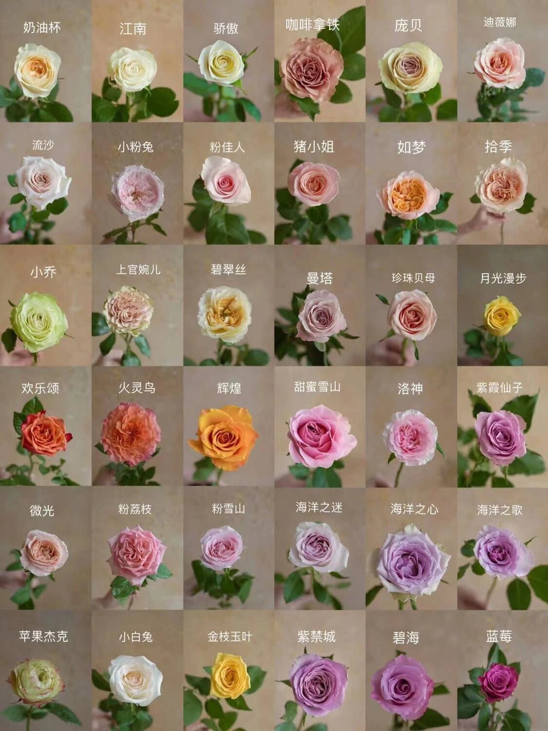 月季的品种,你认识的的有几个