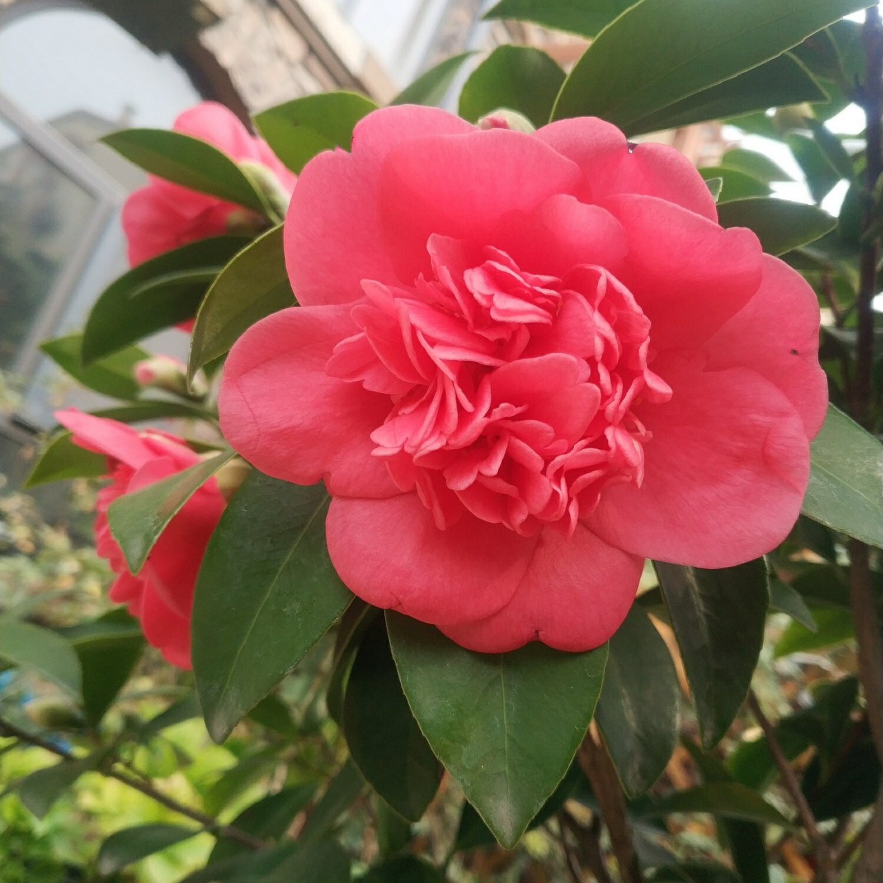 超级好养的茶花推荐-夏梦衍平 推荐给小伙伴这个四季茶花,夏梦衍平.