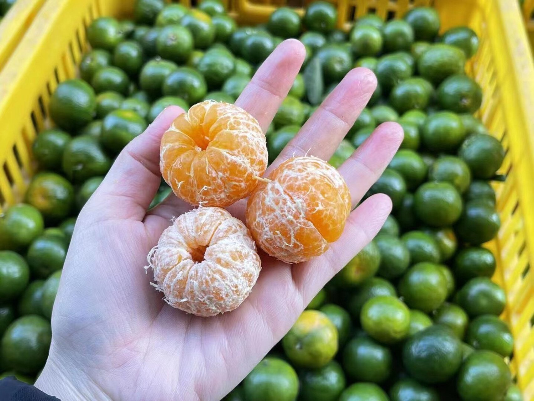 广西清香茶桔 好吃不上火 纯甜 广西清香茶桔,好吃不上火 你别看它个