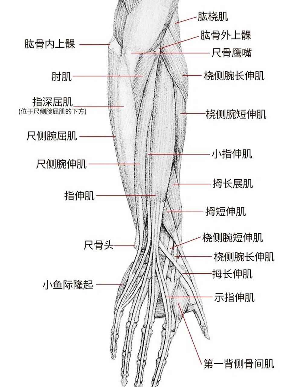 肱桡肌在哪个位置图片图片