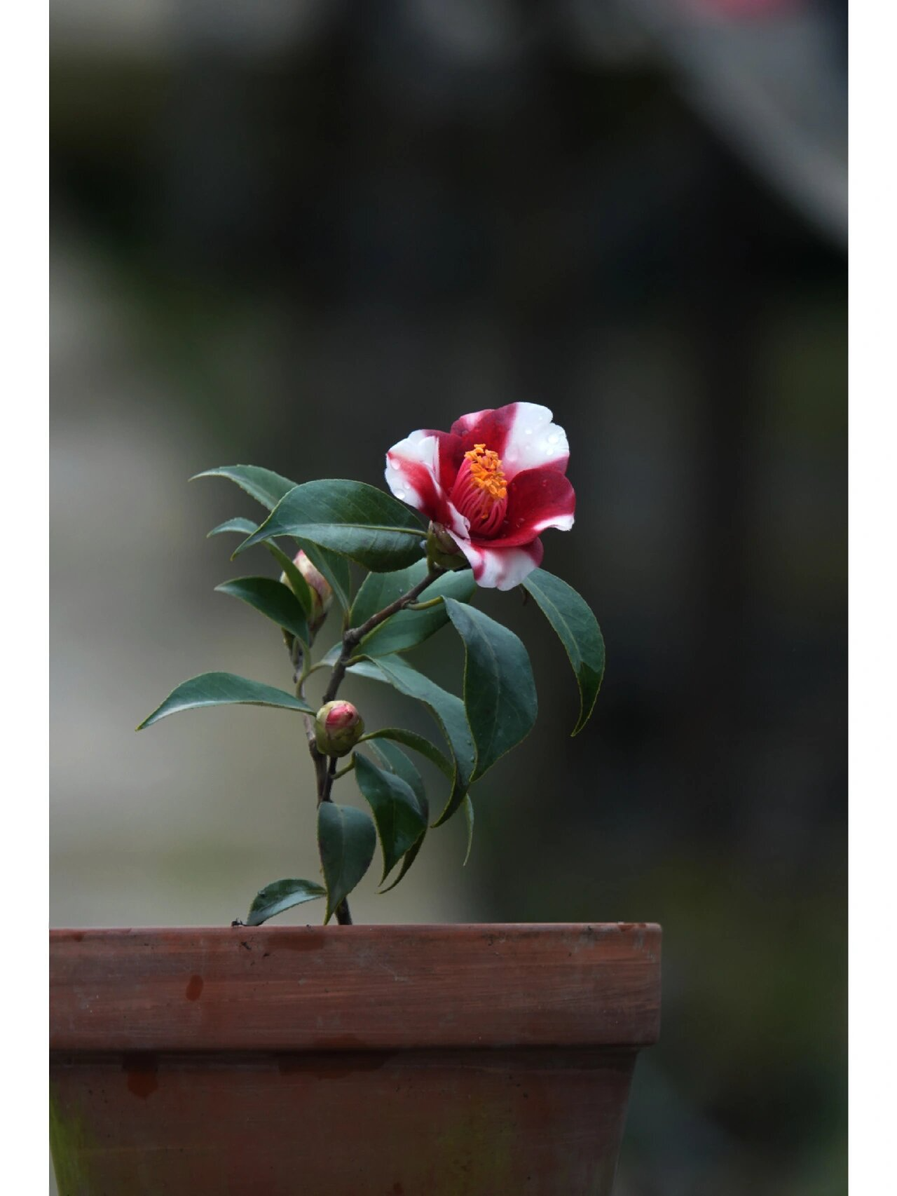 日系茶花爱宕