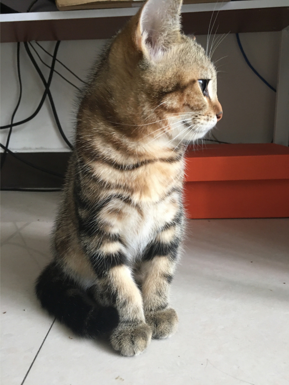 详细区分介绍一下虎斑猫和狸花猫 家里正好有虎斑和狸花,分不清楚的