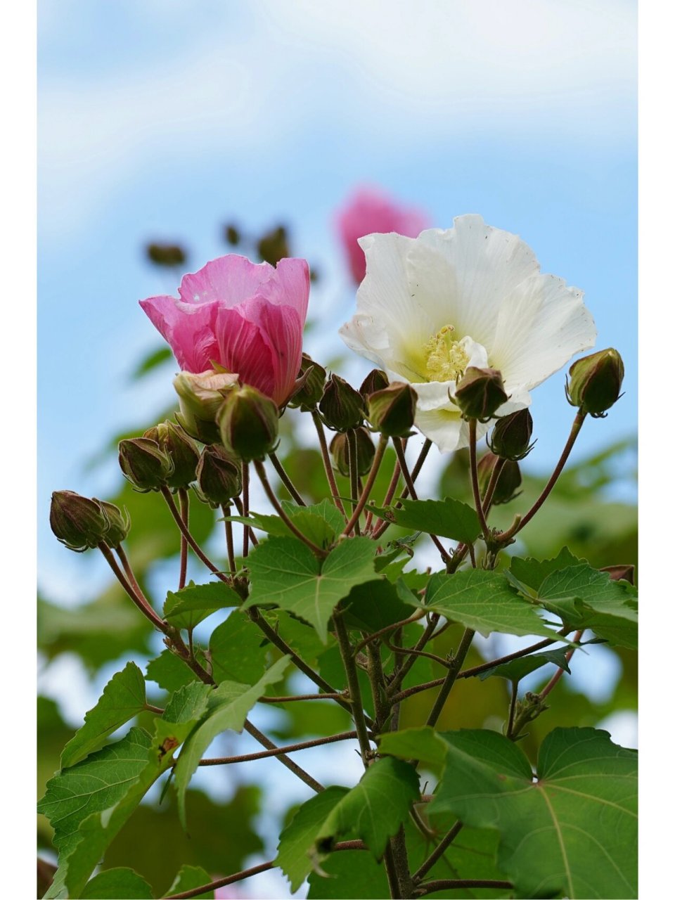 照水芙蓉 《辛夷坞》/王维 木末芙蓉花,山中发红萼.