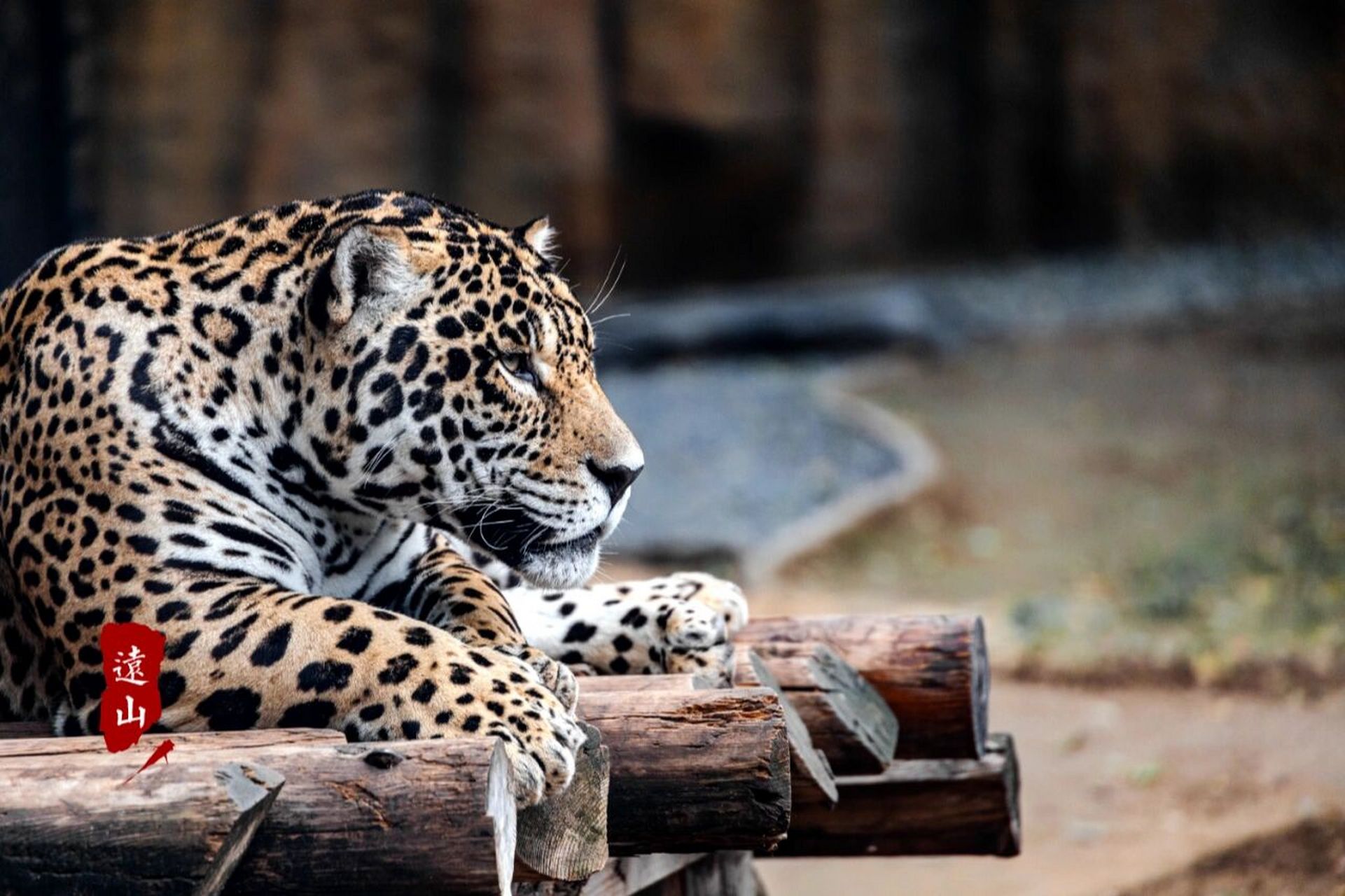 豹子悠闲的状态. #动物百科