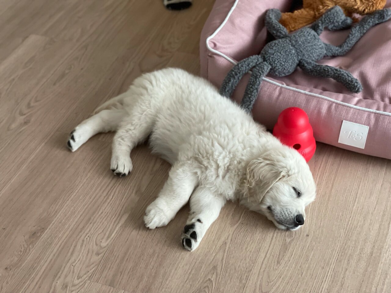 英系奶油色小金毛 每天亲不够的小胖子 #澳洲金毛# #金毛# #金毛幼犬