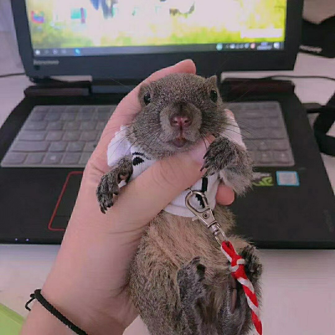 科普,黄山松鼠 黄山松鼠和红腹松鼠同属于"赤腹松鼠",体长17-20cm,吻