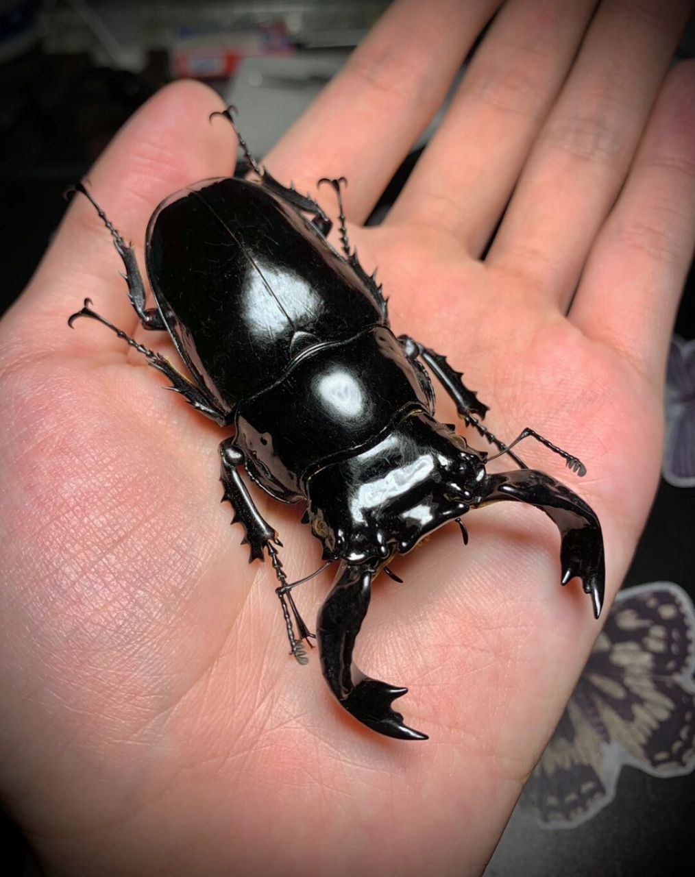 标本分享:非洲大黑艳锹甲～ 主要分布于非洲的喀麦隆,刚果等地 这只