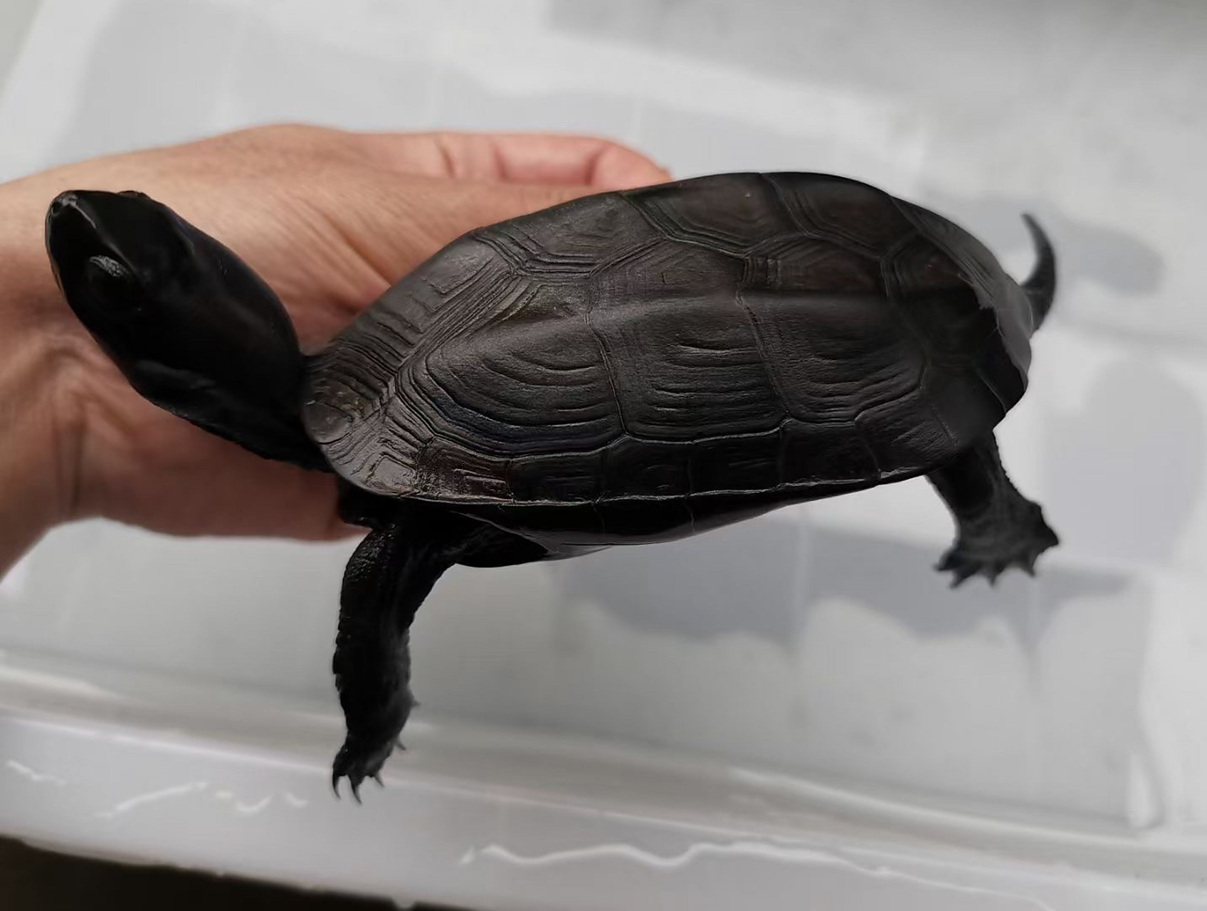 镇宅墨龟,辟邪首选! 顶级无锈24k刀刻满纹纯炭墨,密纹路小掌墨,绝品.