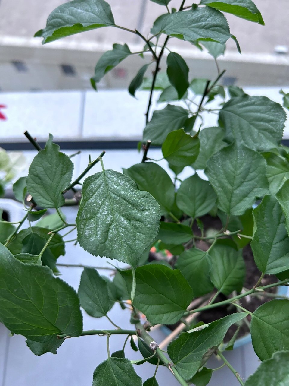 梅花叶子 请教这是啥病
