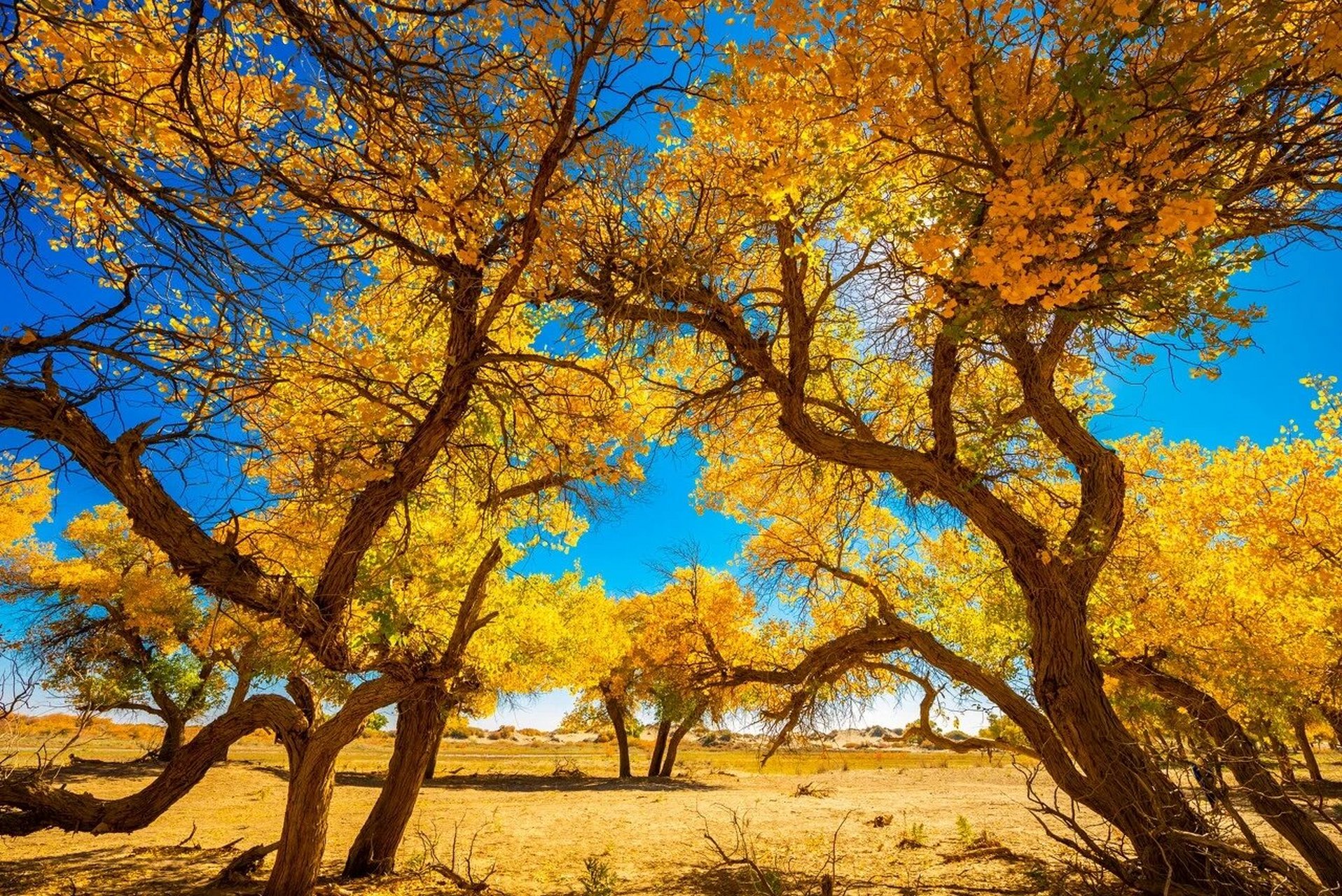 内蒙七日游 额济纳胡杨林,十月天堂,沙漠冲沙,无人机拍照,给你一个不