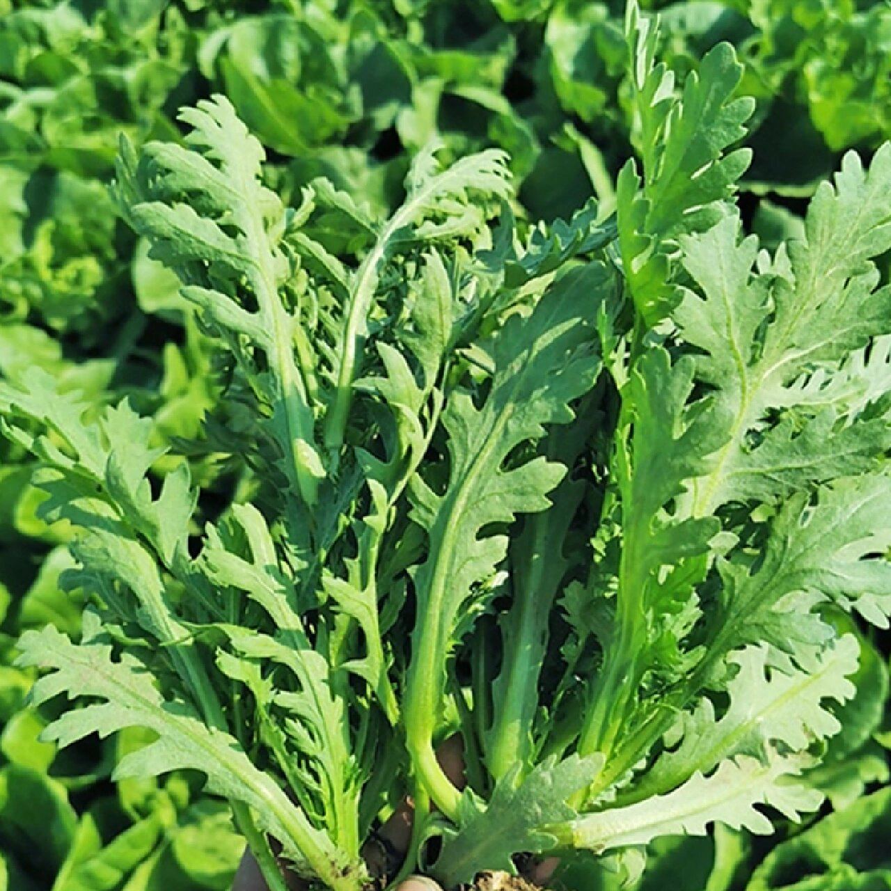 茼蒿种植详解      茼蒿菜有大叶茼蒿,中叶茼蒿,小叶茼蒿,都可以多次