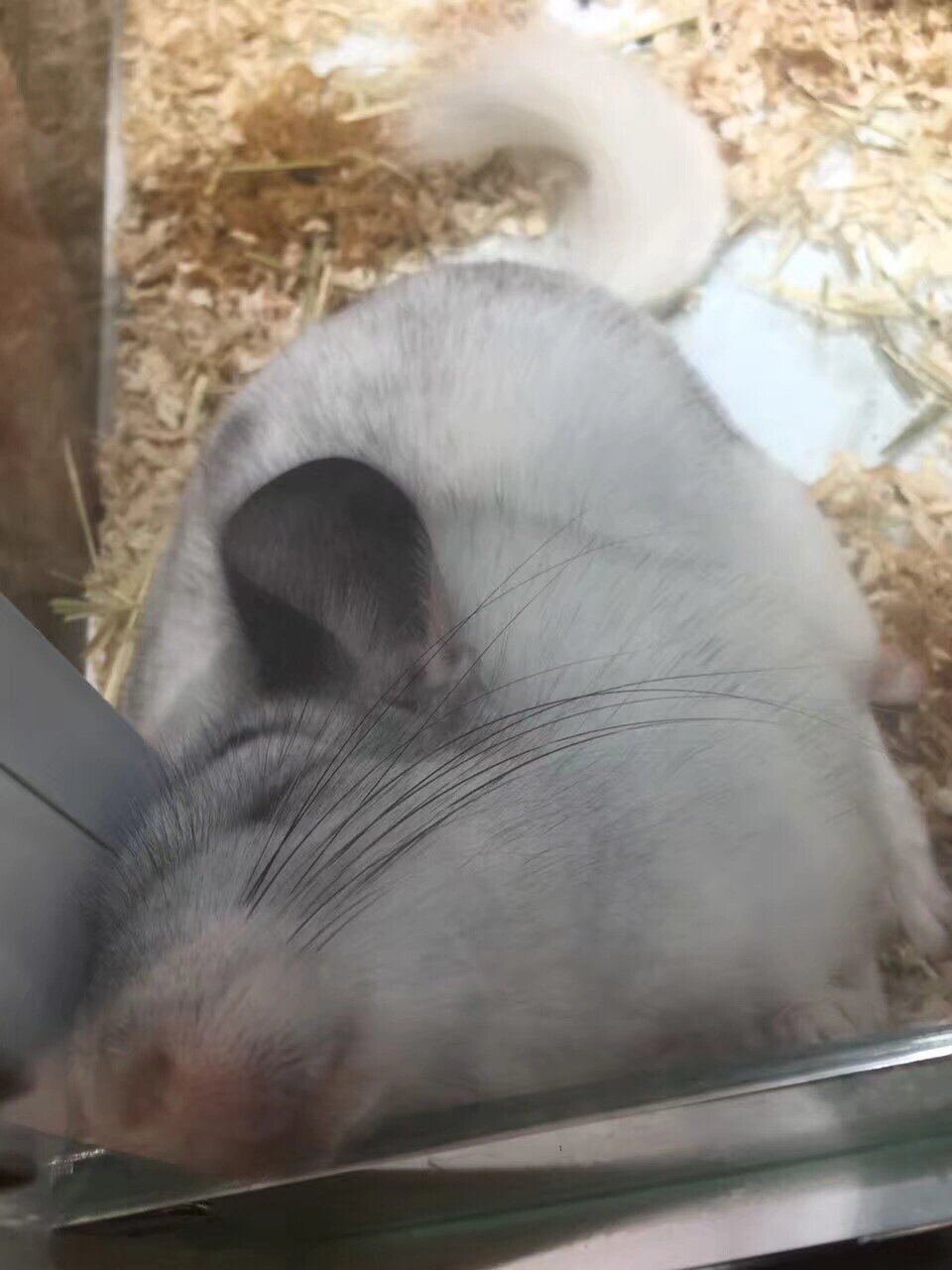 🦷糟糕,被龙猫咬了怎么办?