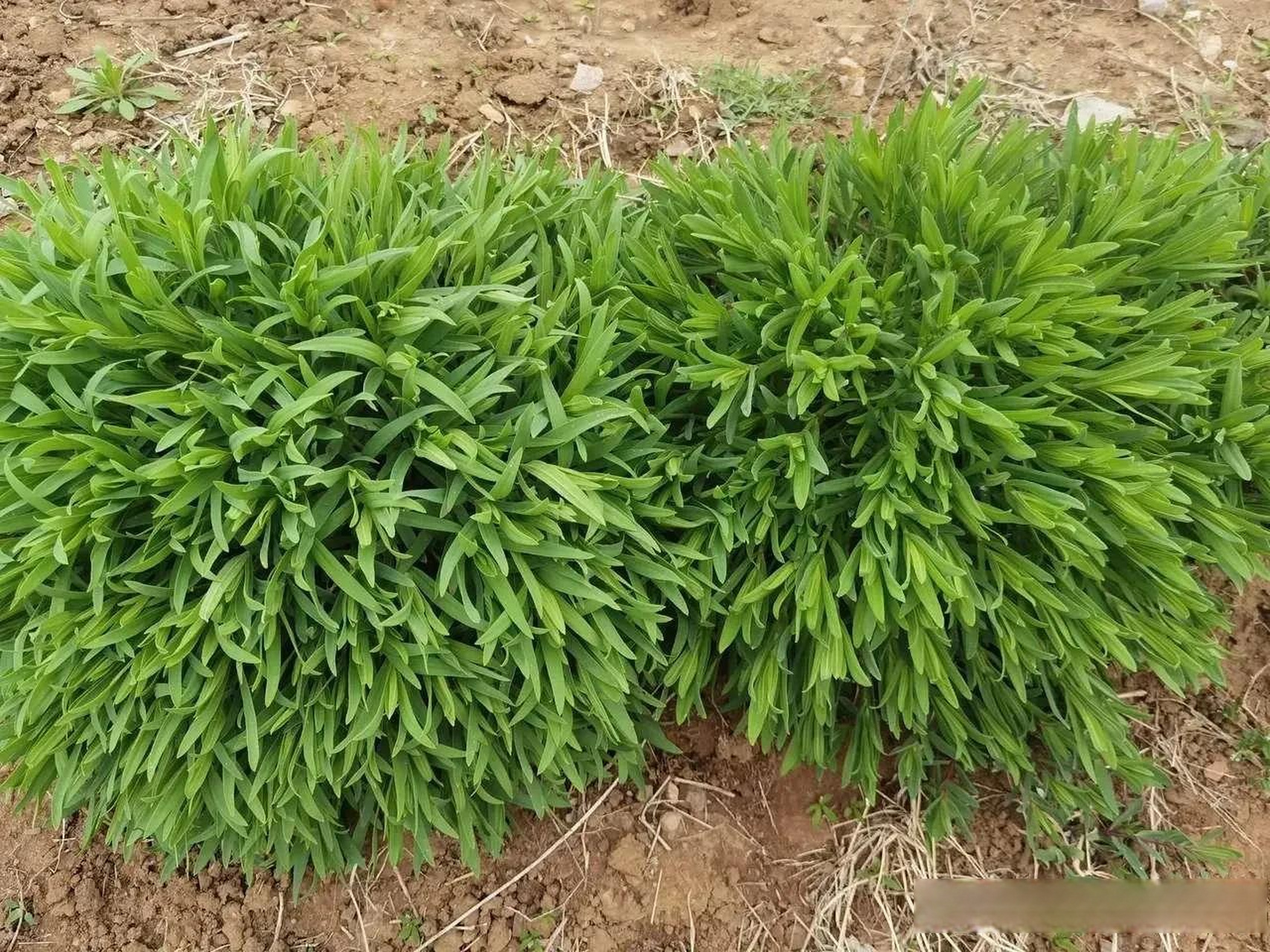 山麻楂,一种野菜,可以焯一下蘸酱吃,也可以包包子吃.