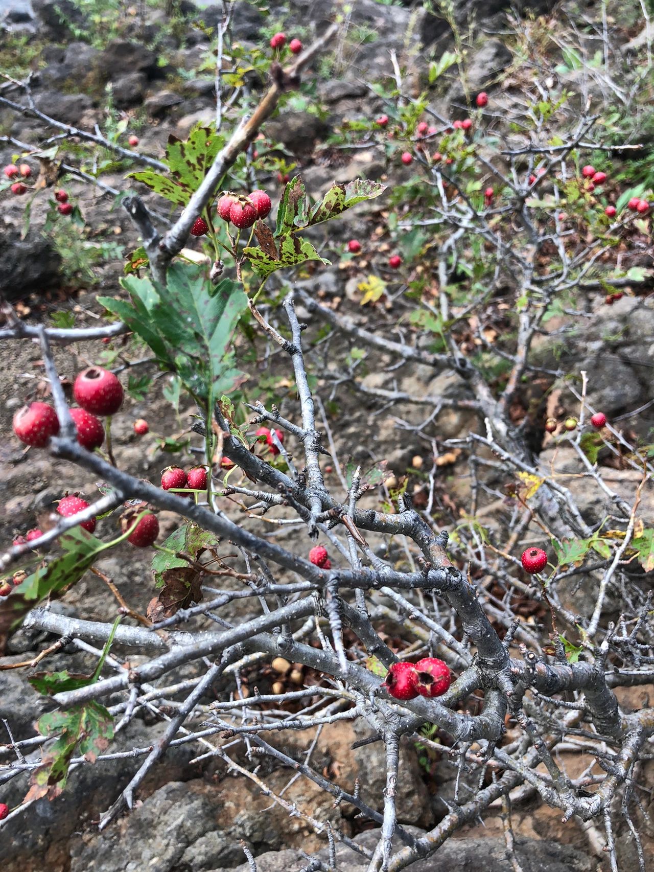 秋日野果|野山楂