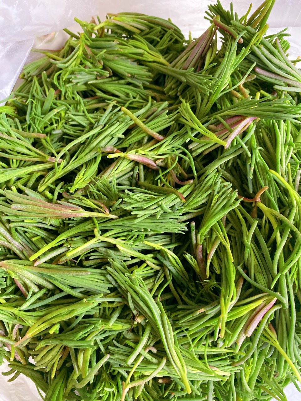 今天看到宝了 摘到盐须菜 盐须菜 学名碱蓬草 包包子包饺子 味道一绝