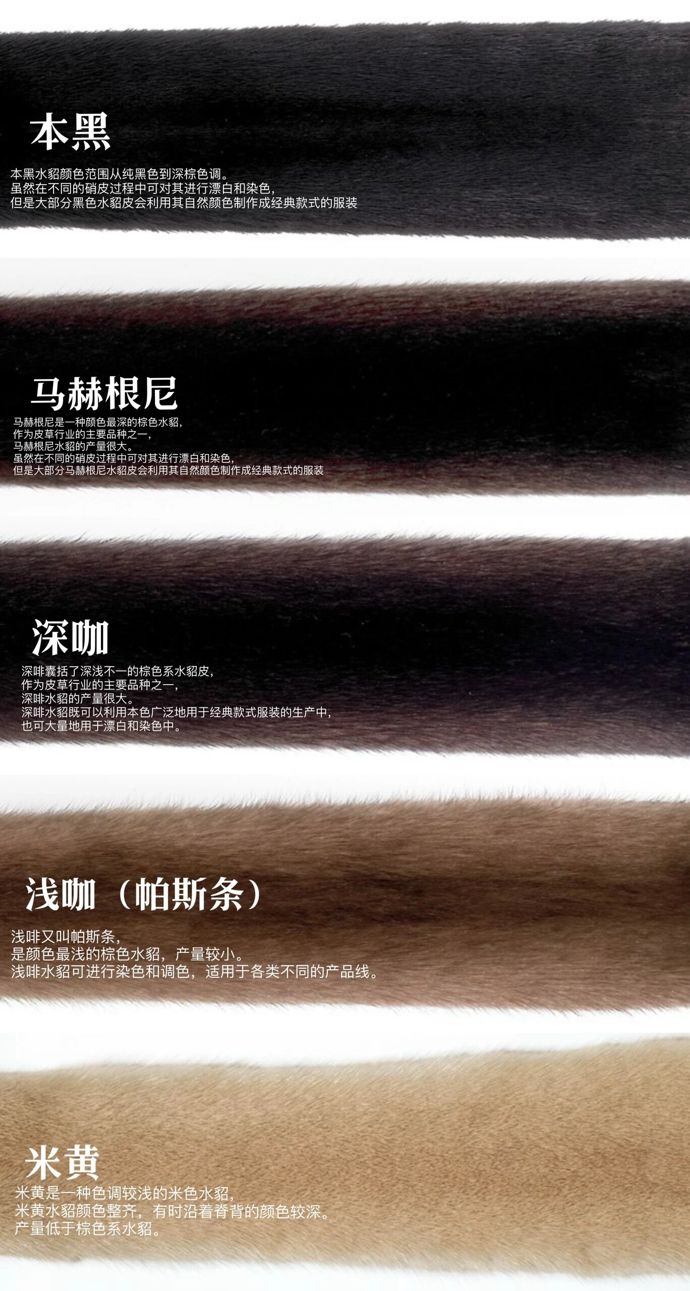 saga furs芬兰世家皮草 | 水貂品种分类    本黑,马赫根尼,深咖,浅咖