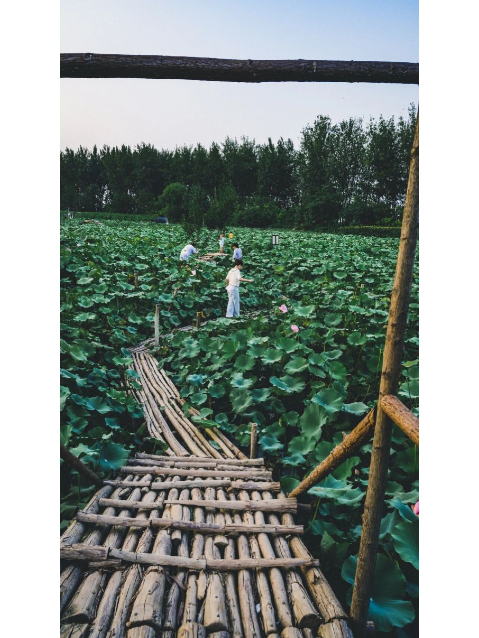 三汊河国家湿地公园 地点:三汊河国家湿地公园 时间:18:05 设备:尼康
