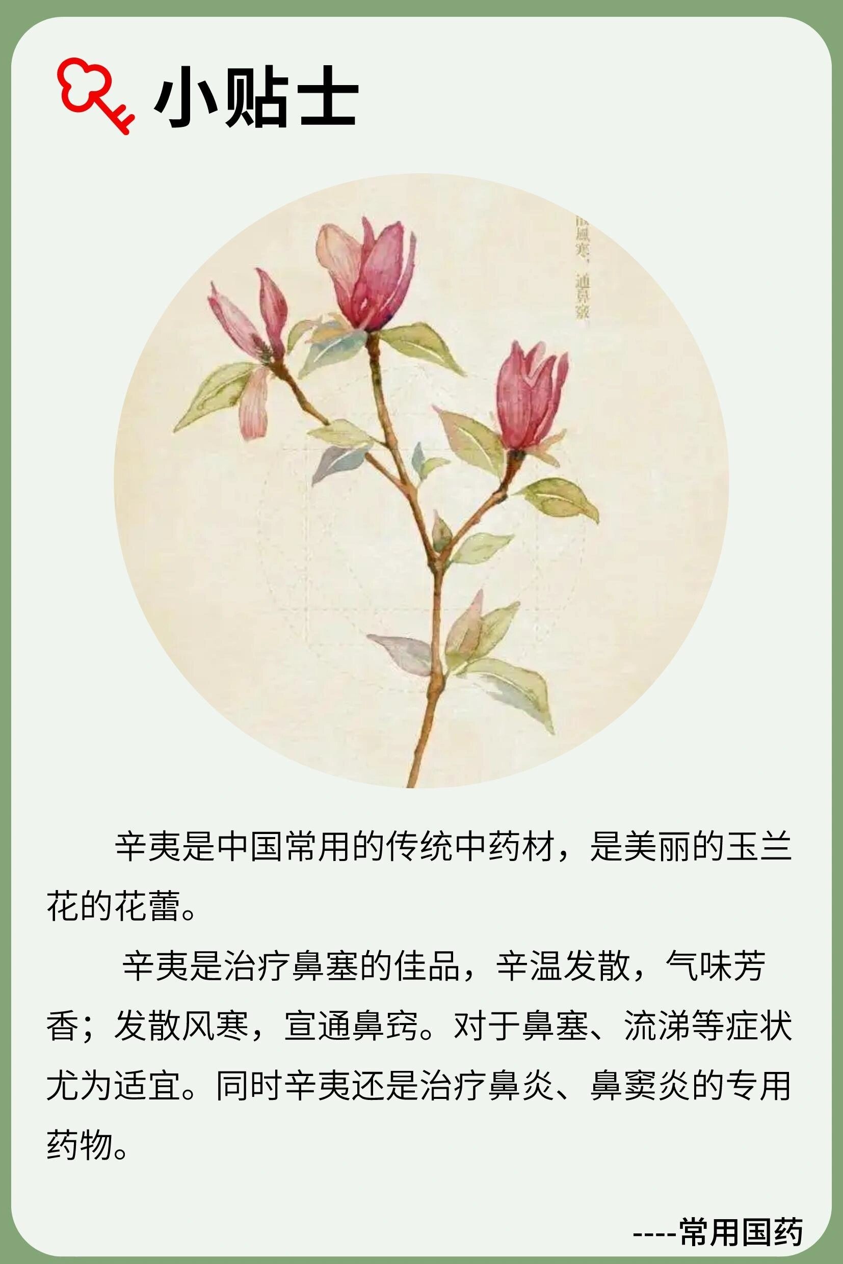 【每日认识一种中药】辛夷 辛夷:气味芳香通鼻窍 辛夷是中国常用传统