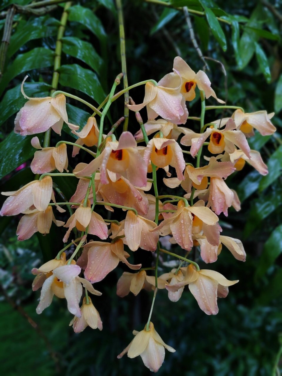 杓唇石斛 5.21华植兰园