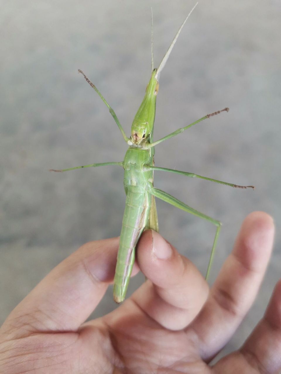 扁担沟 见过吗 抓到一只快产卵的
