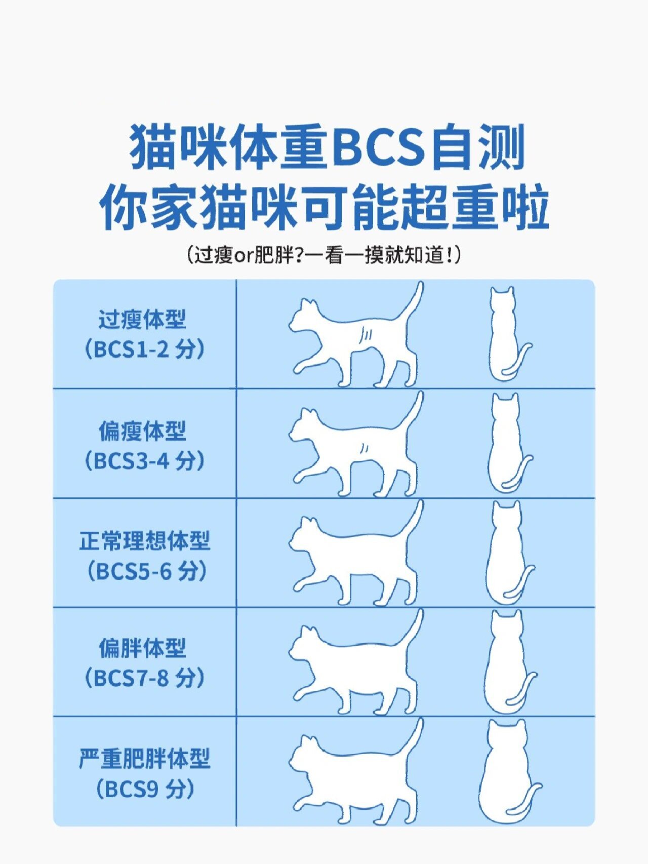 猫的胖瘦参考图图片