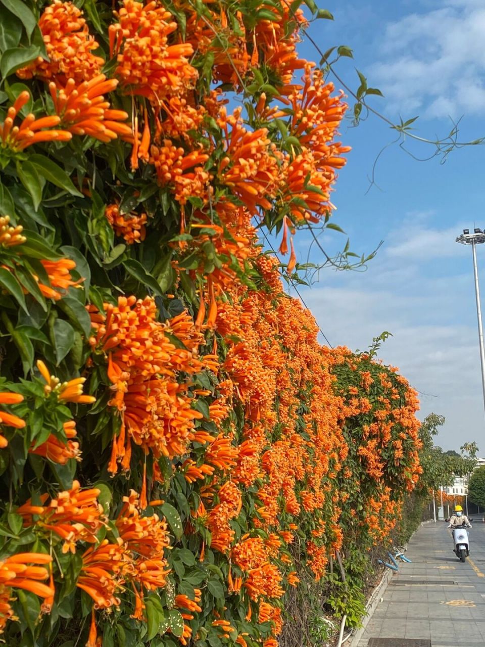 鞭炮花图片大全种植图片