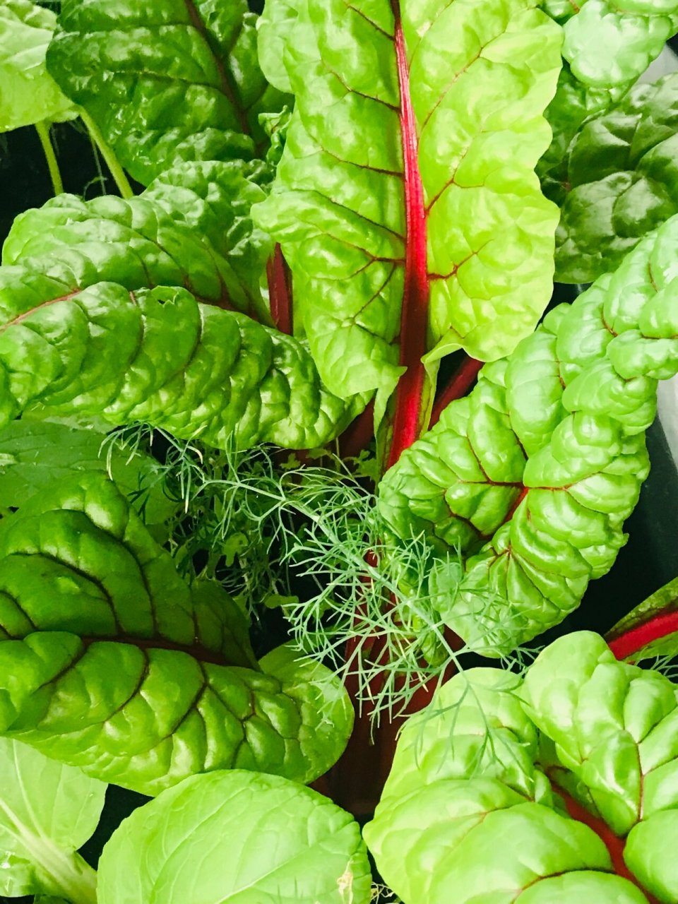 颜值太高的蔬菜 莙荙菜(beta vulgaris subsp.