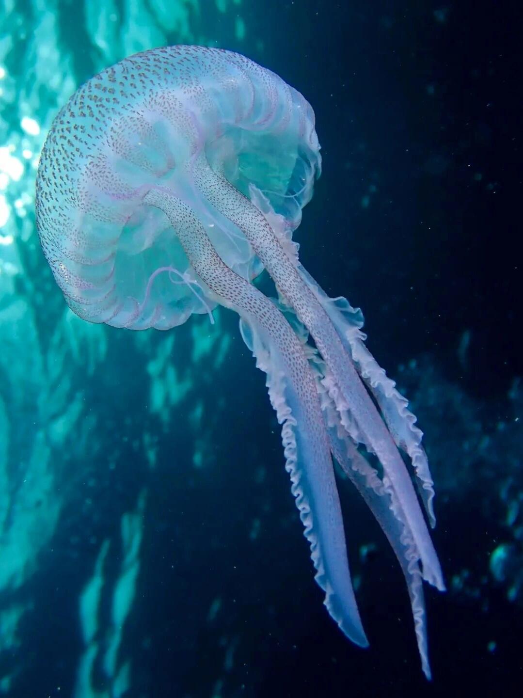 每天认识一种神奇动物98夜光游水母