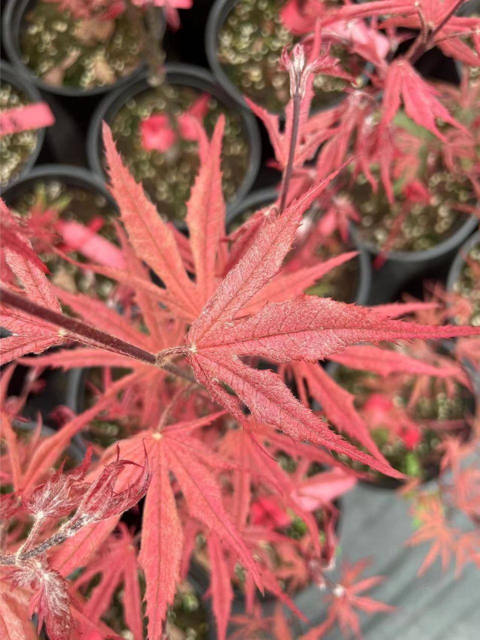 枫树品种|紫精灵 枫树品种:紫精灵 拉丁文:acer palmatum purple