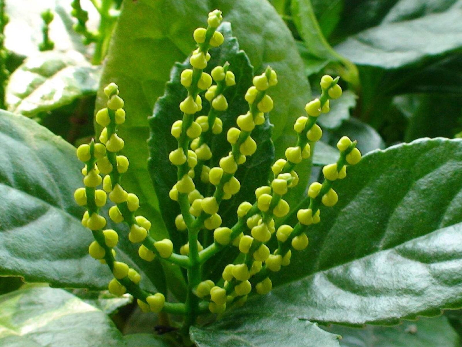 每日一花|金粟兰 金粟兰:又名鸡爪兰和珍珠兰,金栗兰科植物.