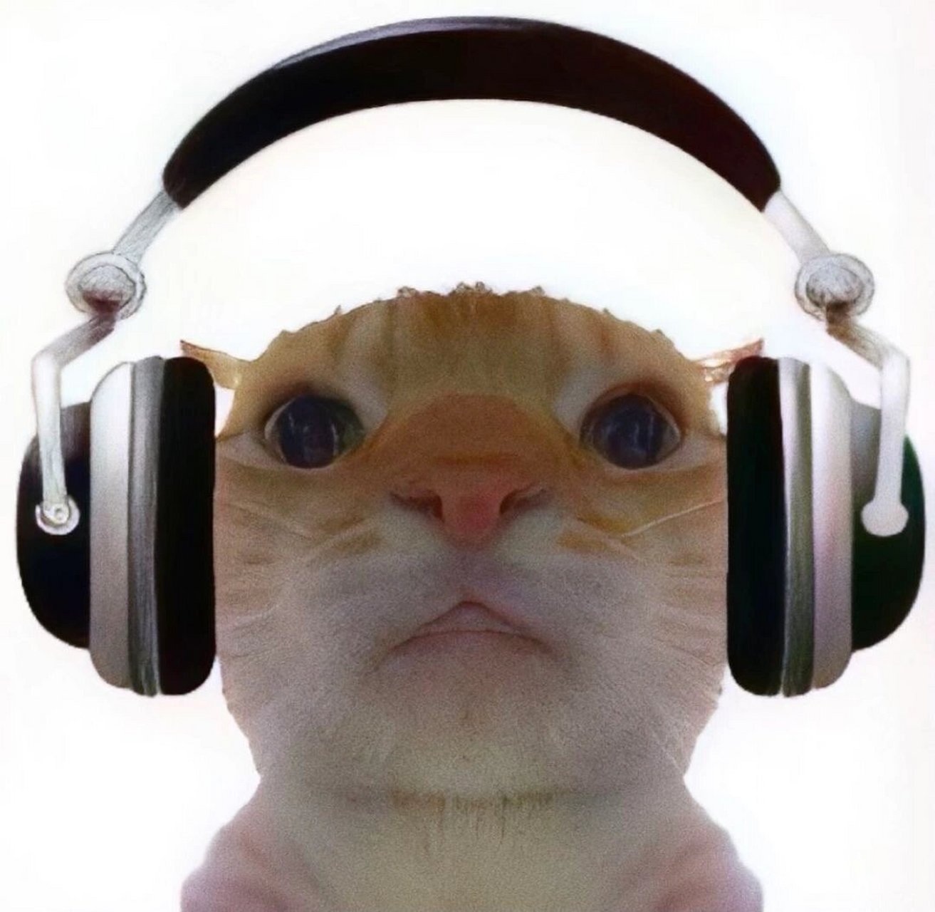 搞怪小猫头像93 喵