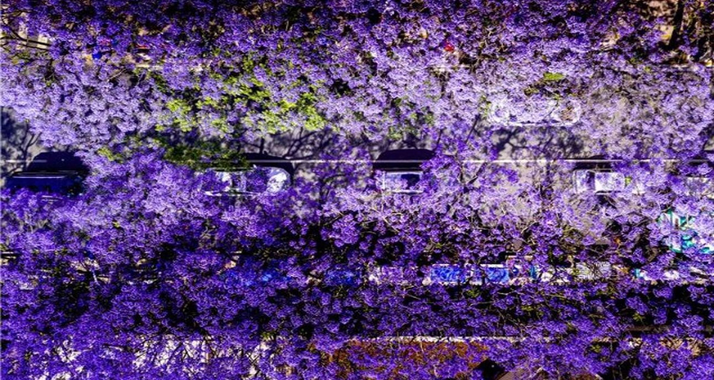 蓝花楹主题公园 昆明网红大道,昆明蓝花楹拍照最好看的地方,长约两