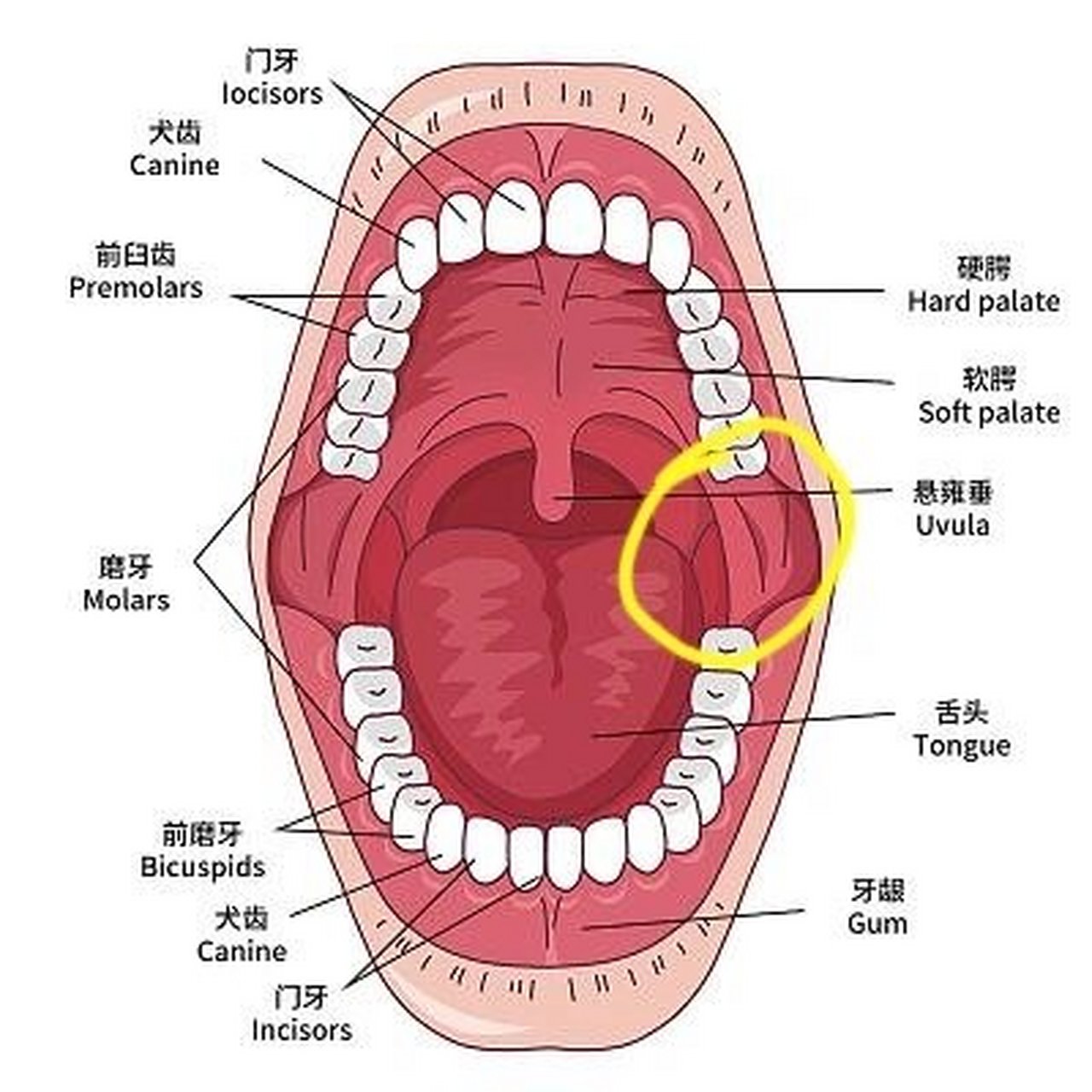 上齿龈位置图图片