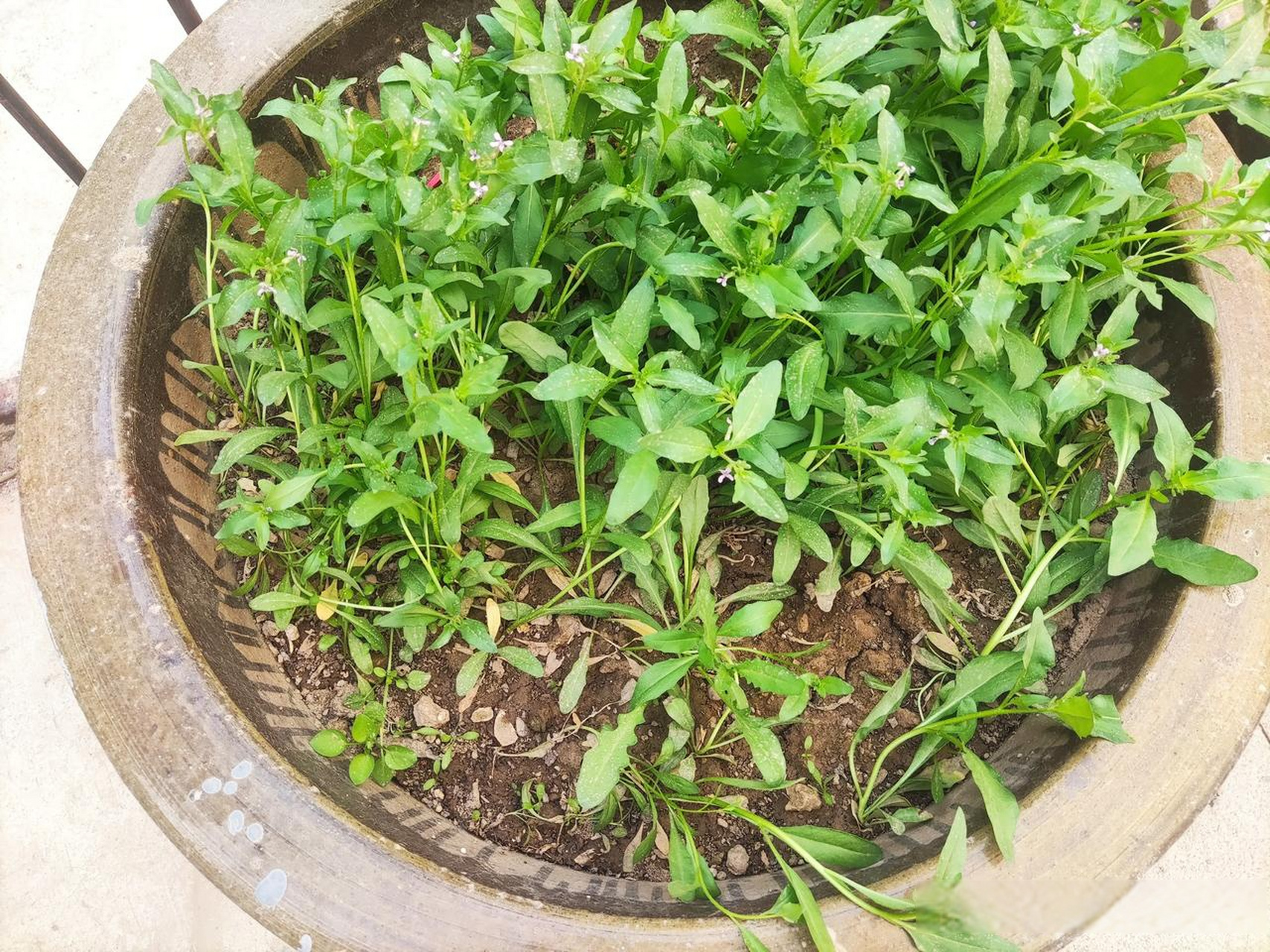 红花荠菜,你吃过吗?