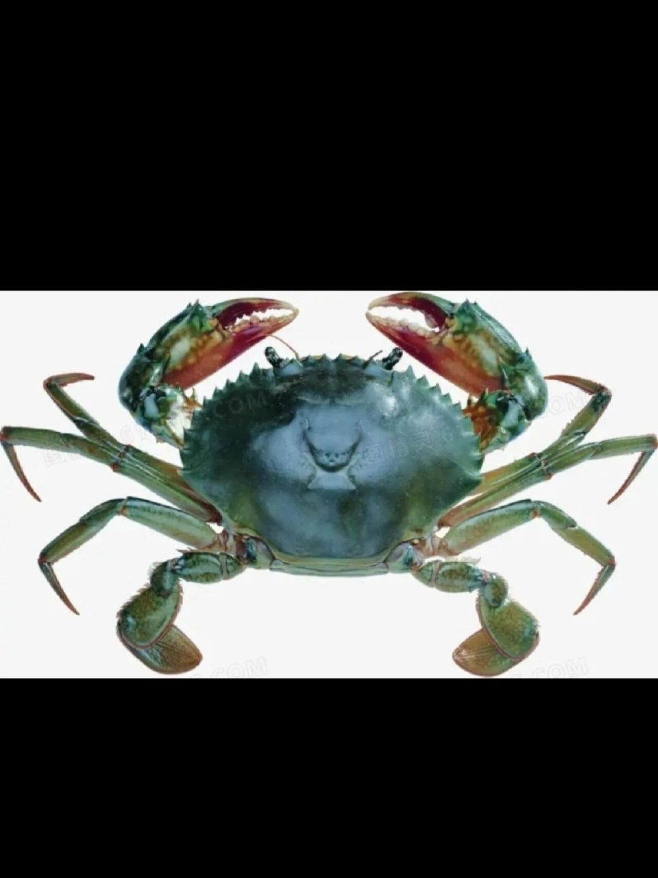螃蟹有几条腿 大家都知道螃蟹有八条腿,但是不包括前面的一对大螯哦!