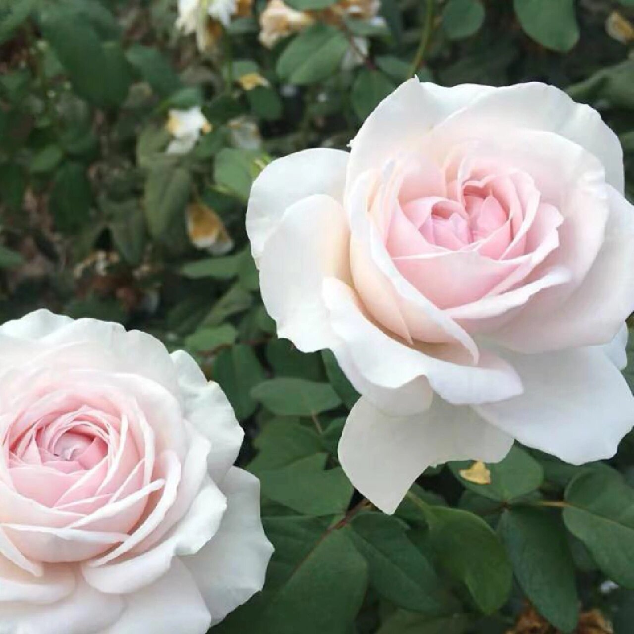 带你每天认识一种月季第23天|草莓奶昔 草莓奶昔一个冷门,但优秀的