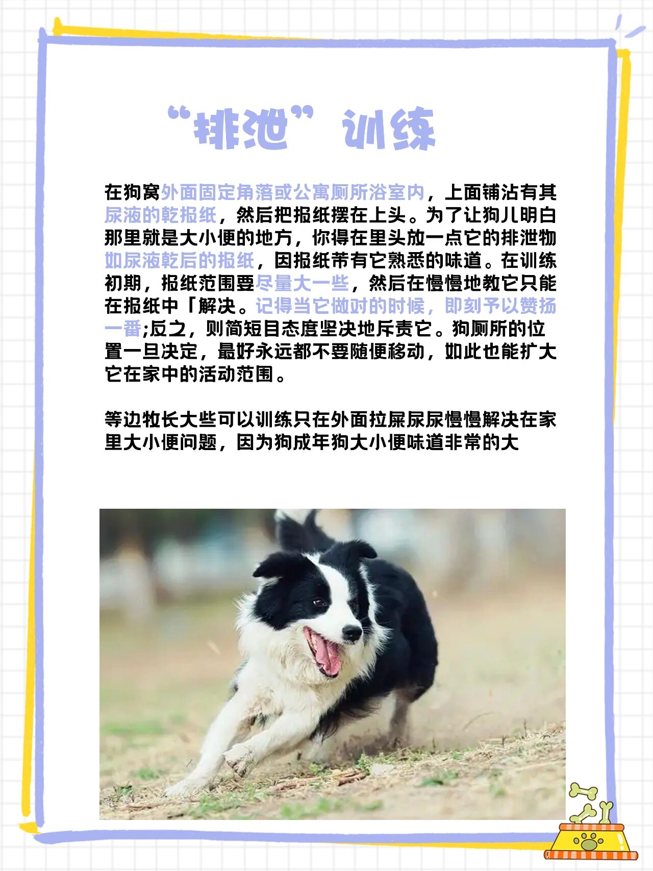 养边牧干货#边牧幼犬6大行为训练 边境牧羊犬训练方法,边牧训练教程 1