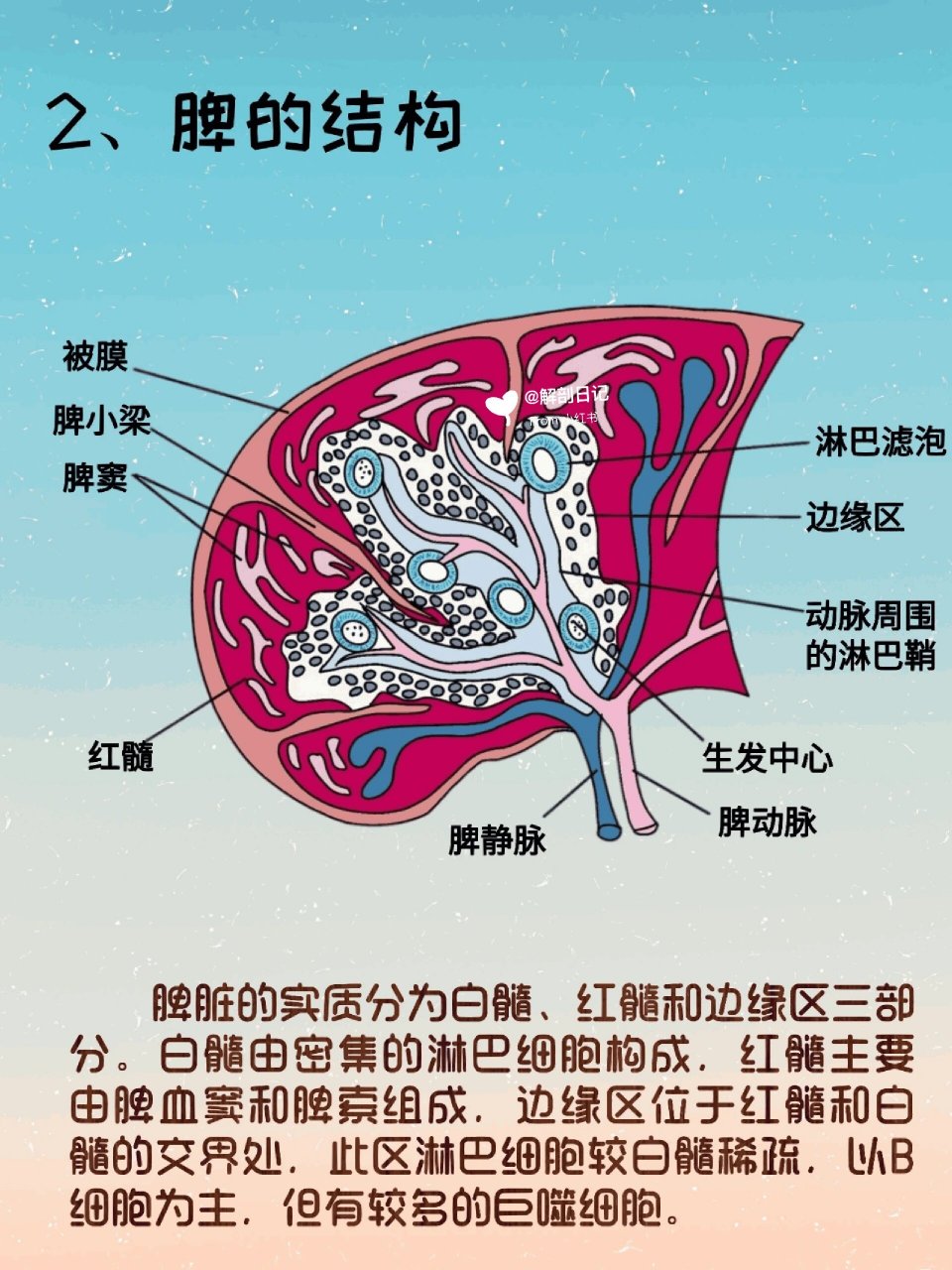 脾脏解剖图图片