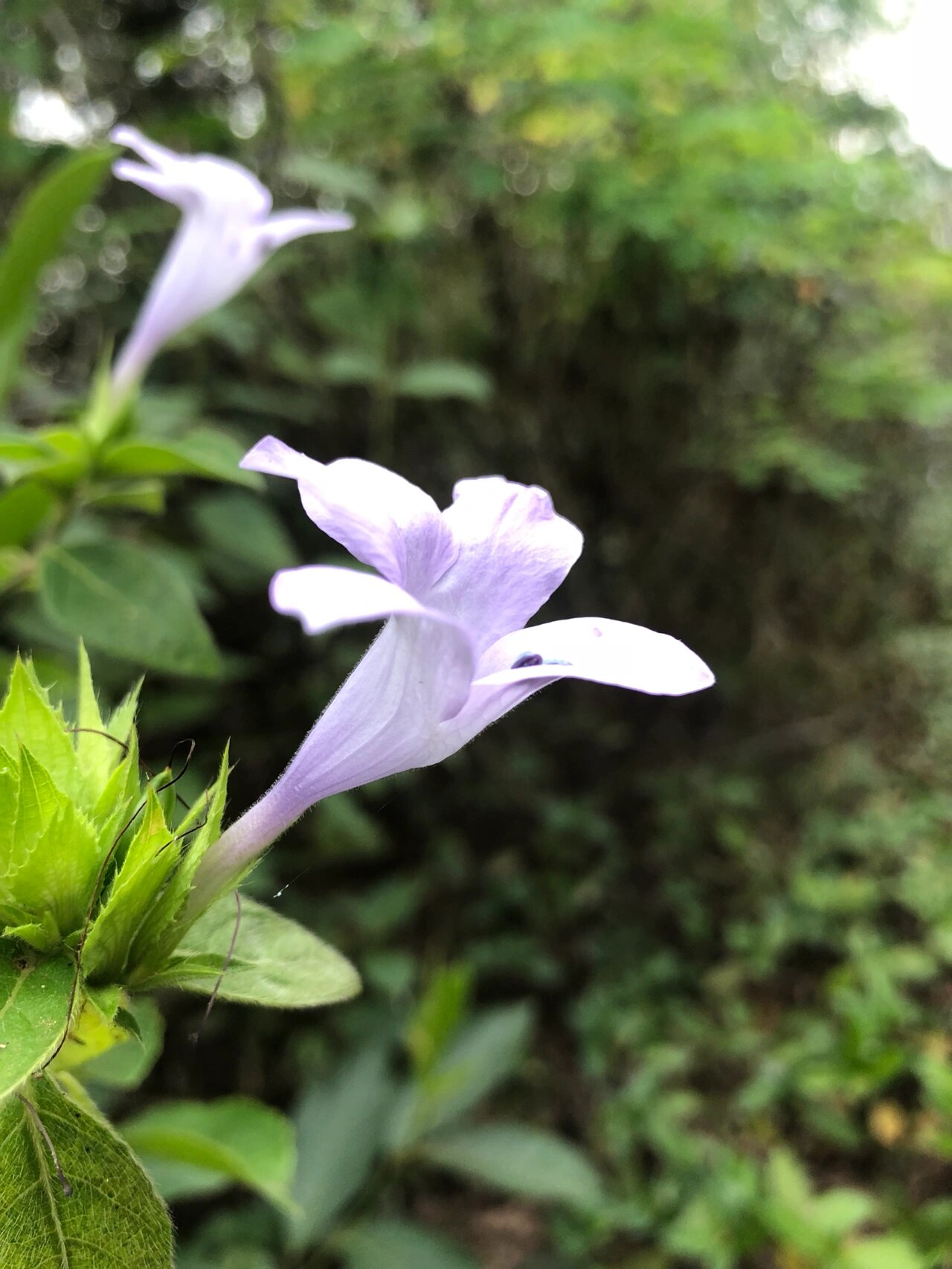 海南的花(17)假杜鹃