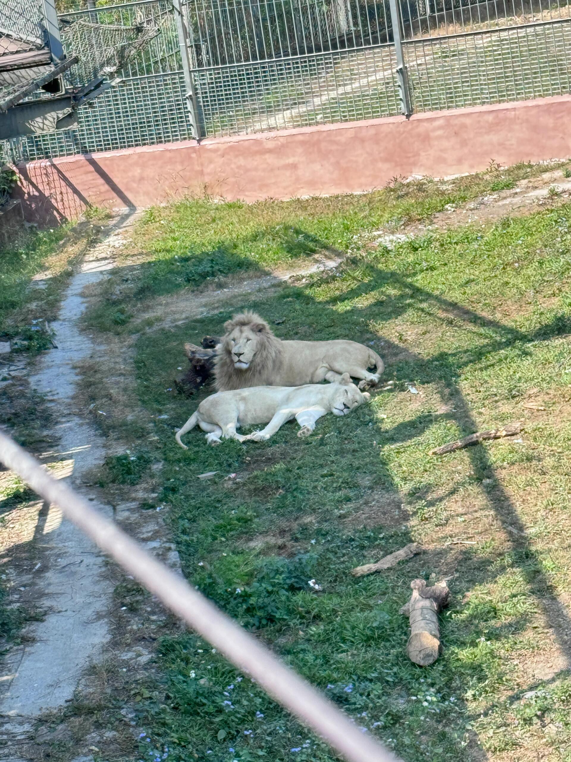 东莞香市动物园03