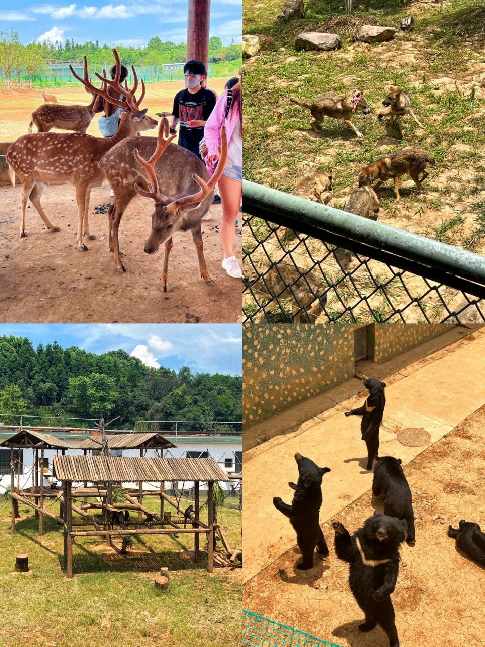 湖南常德汉寿野生动物园最佳游玩攻略7575 趁着暑假带着自己小