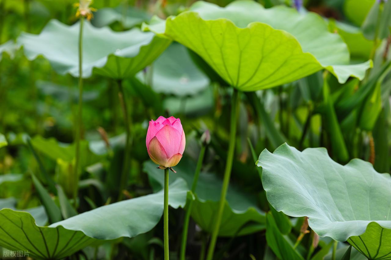 不解藏踪迹,浮萍一道开  杨万里也有首诗真小荷蓓蕾