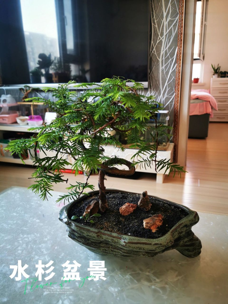 盆景水杉 哈喽我又来更新我的植物了 今天我给我的水杉盆景修剪枝条和