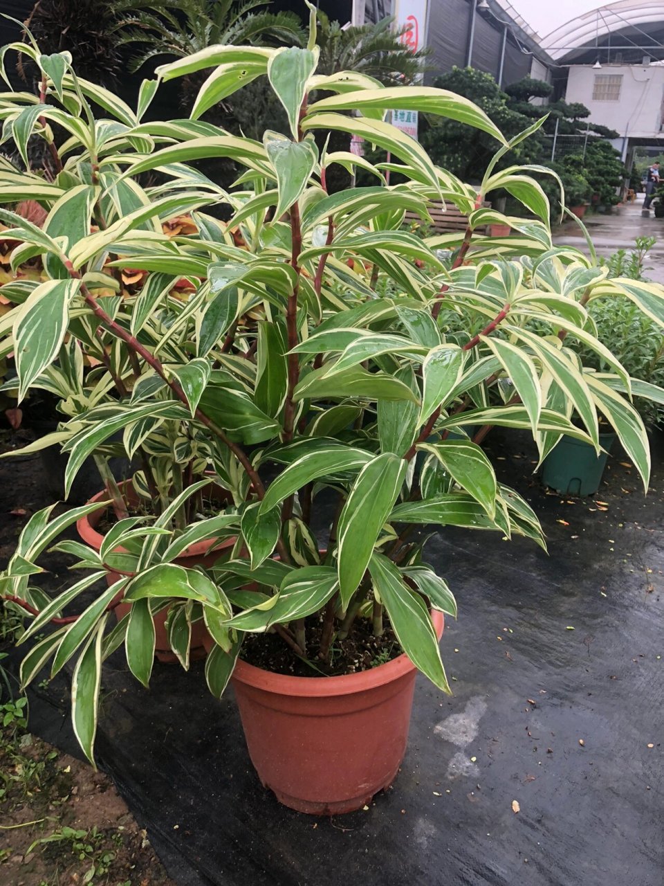 花叶闭鞘姜 斑叶闭鞘姜又名花叶闭鞘姜是芭蕉目, 姜科植物,株高约1-1.