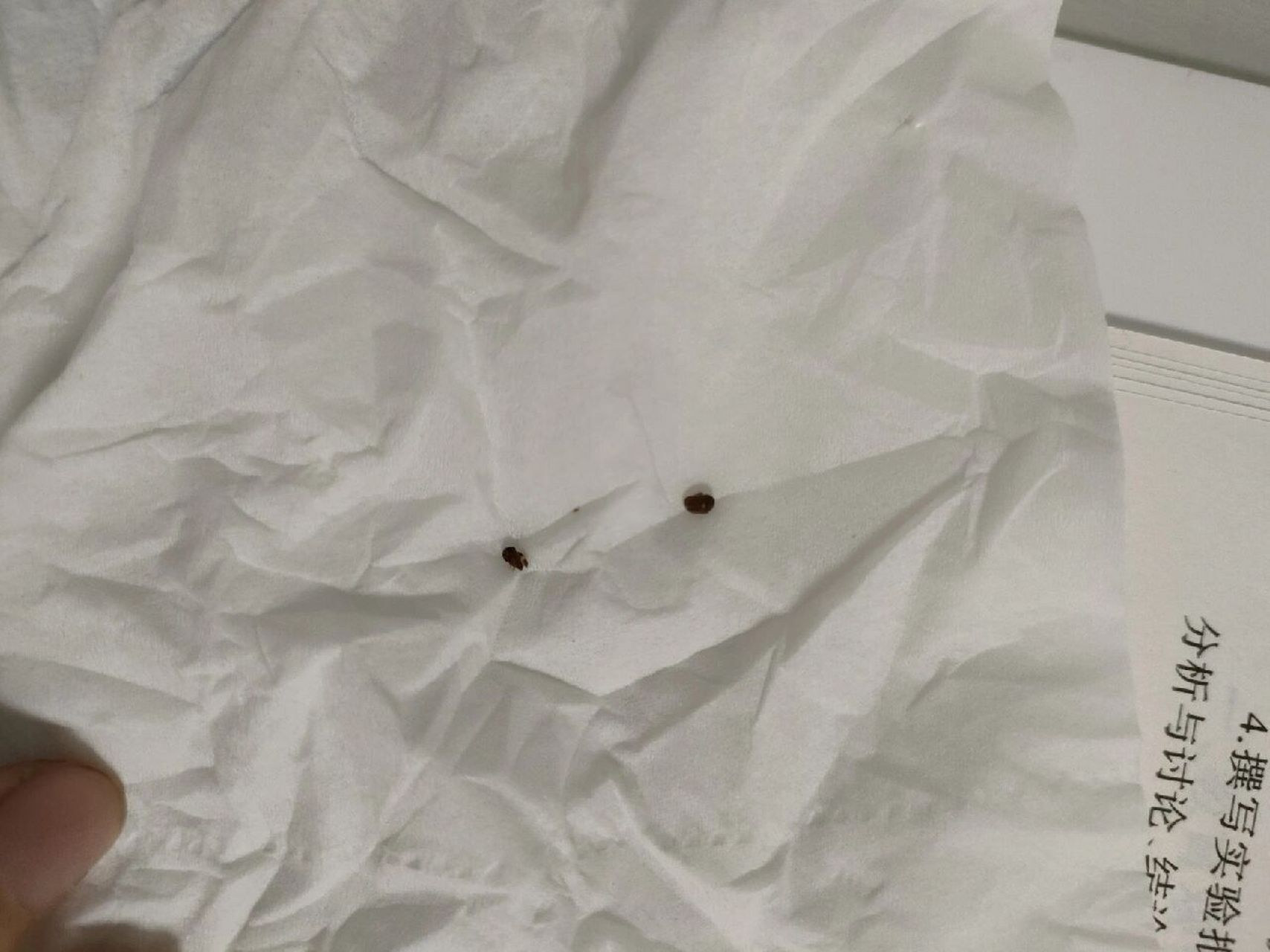 sos,家里好多这种小虫子 怎么办啊啊啊啊啊会飞,突然出现的,怎么清理