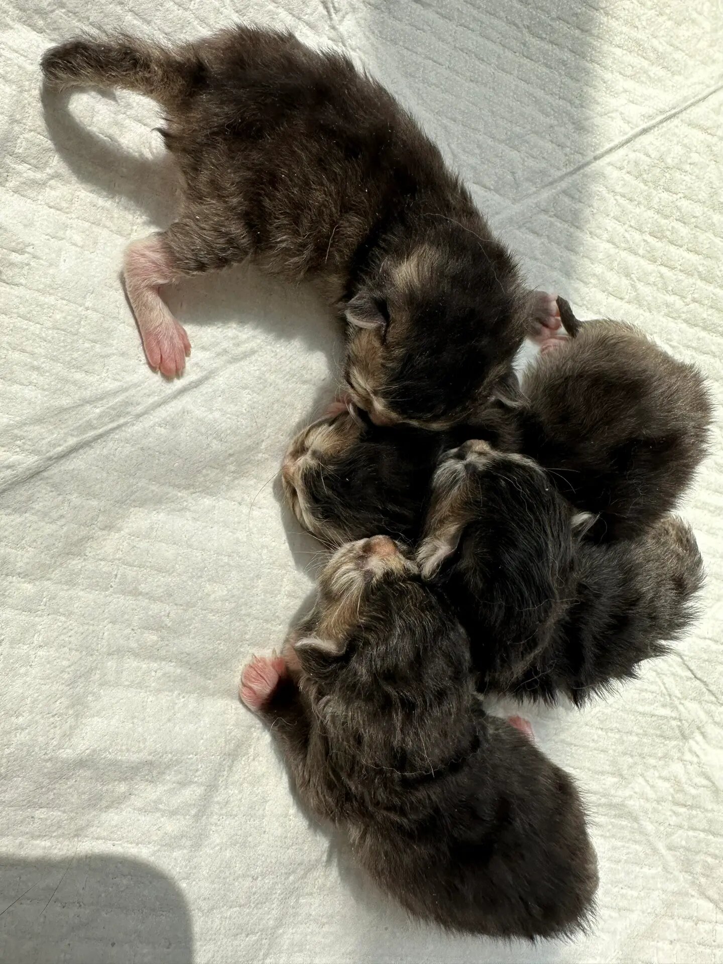 真是意外~公布偶和母渐层!黑黑的,脸上带点黄,纹路和渐层一样!