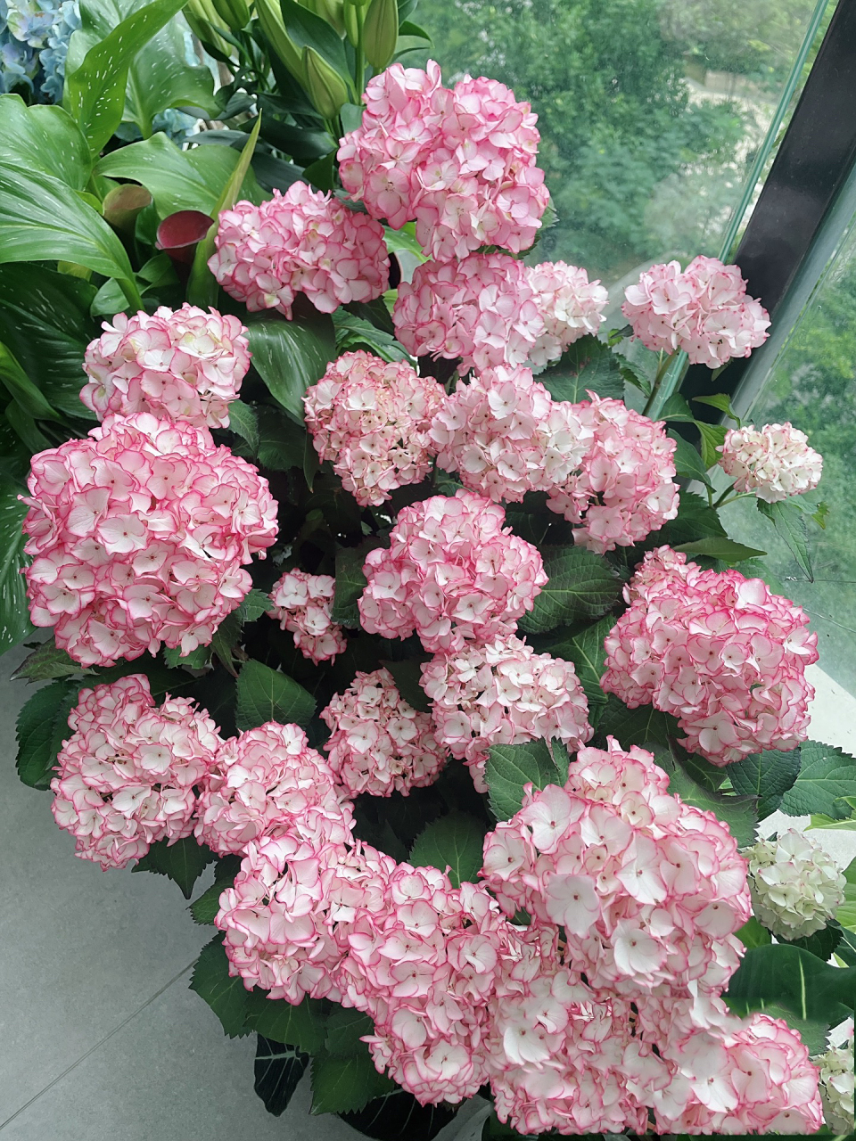 塞布丽娜绣球 塞布丽娜绣球,花园颜值担当 蕾丝边,属于绣球里面,皮实