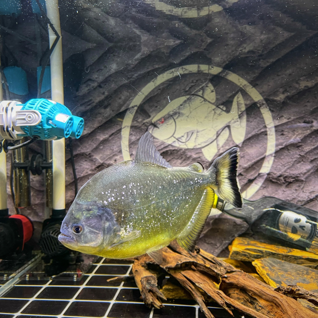 旧金山黄钻水虎 serrasalmus spilopleura 目前20cm  最容易养出状态